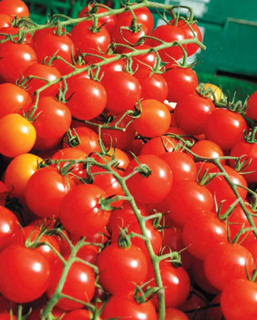 Tomatoes Sweet Million Cherry WCS Seeds