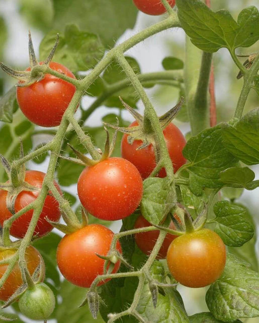 Tomatoes Sweet Million Cherry WCS Seeds