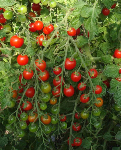 Tomatoes Sweet Million Cherry WCS Seeds