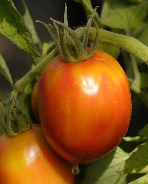 Tomatoes Amish Paste Roma WCS Seeds