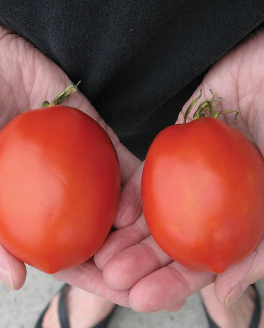 Tomatoes Amish Paste Roma WCS Seeds