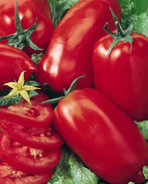 Tomatoes Amish Paste Roma WCS Seeds