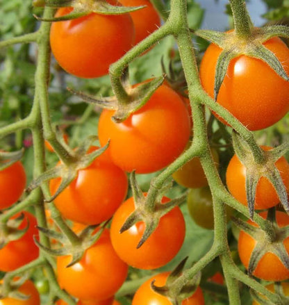 Tomatoes Sungold F1 WCS Seeds