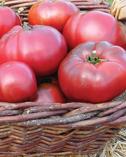 Tomatoes Black Krim Organic WCS Seeds