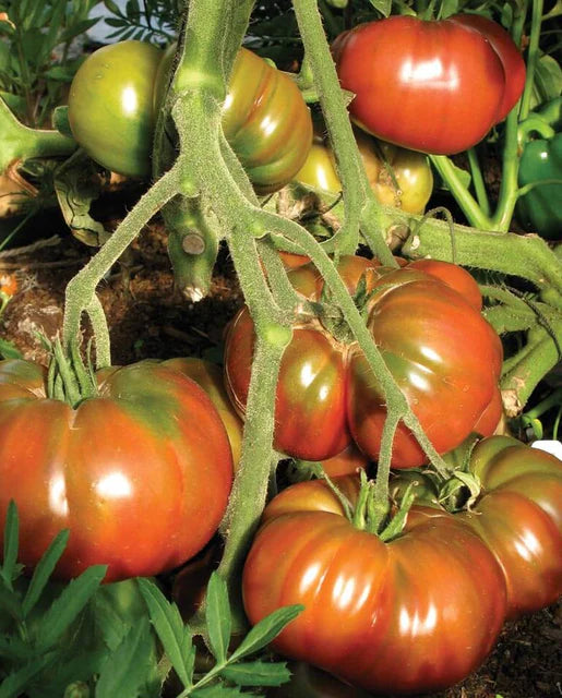 Tomatoes Black Krim Organic WCS Seeds