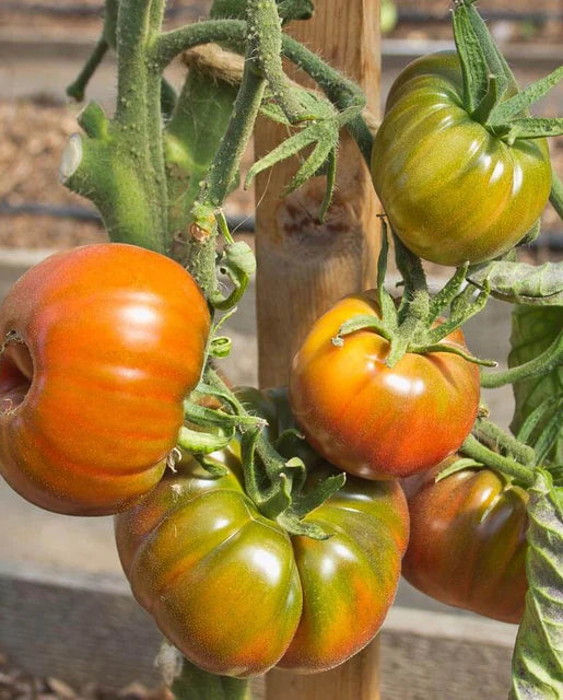 Tomatoes Black Krim Organic WCS Seeds