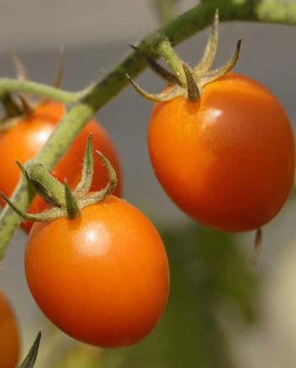 Tomatoes Sweet Hearts Grape WCS Seeds