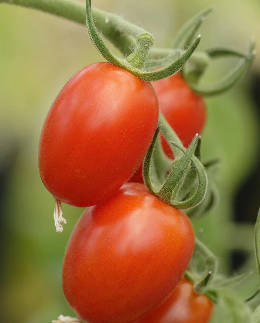 Tomatoes Sweet Hearts Grape WCS Seeds