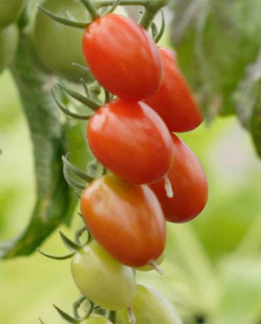 Tomatoes Sweet Hearts Grape WCS Seeds