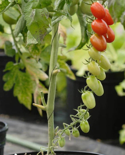 Tomatoes Sweet Hearts Grape WCS Seeds