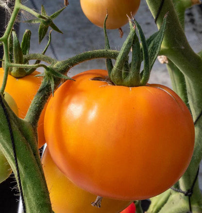 Tomatoes Old German Organic WCS Seeds