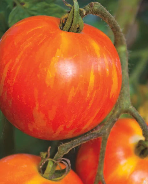 Tomatoes Red Zebra WCS Seeds