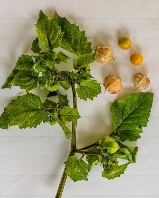 Tomatoes Aunt Molly's WCS Seeds