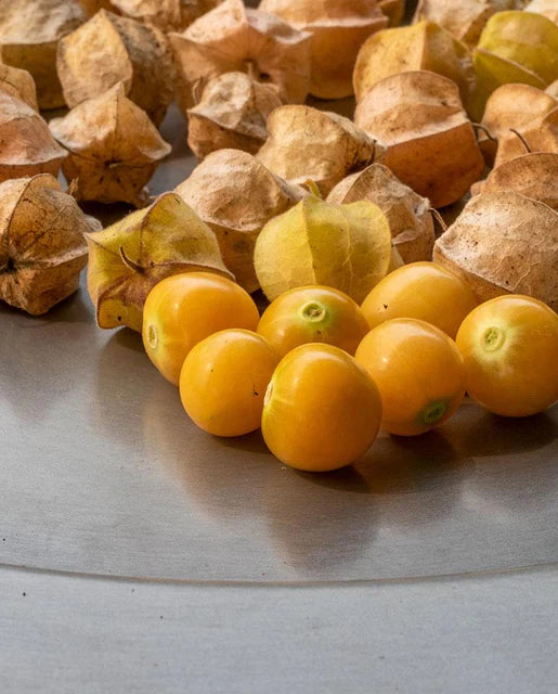 Tomatoes Aunt Molly's WCS Seeds