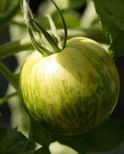 Tomatoes Green Zebra Organic WCS Seeds