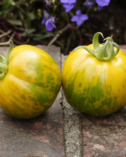 Tomatoes Green Zebra Organic WCS Seeds