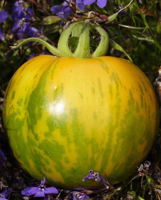 Tomatoes Green Zebra Organic WCS Seeds