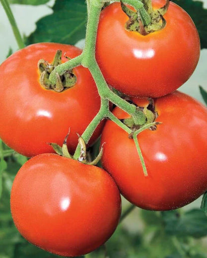 Tomatoes Manitoba WCS Seeds