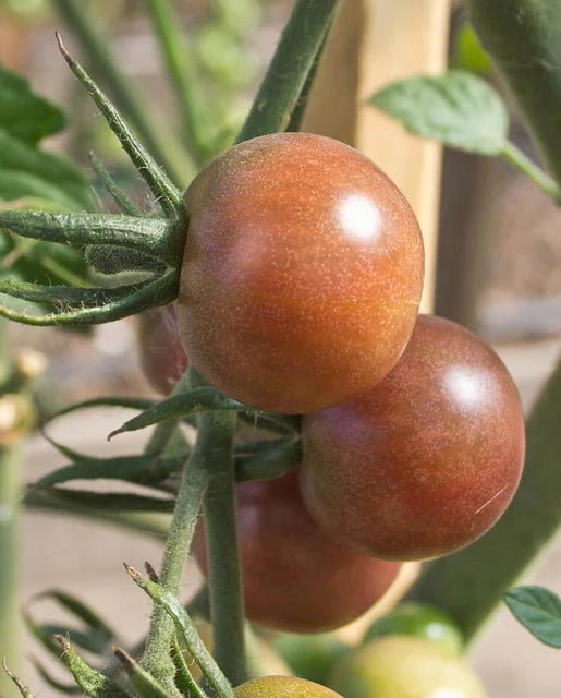 Tomatoes Black Cherry WCS Seeds