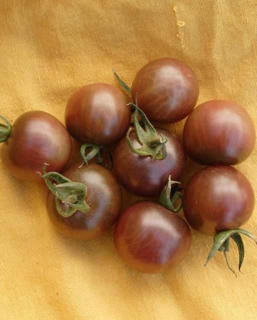 Tomatoes Black Cherry WCS Seeds