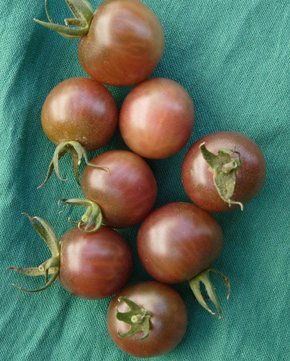 Tomatoes Black Cherry WCS Seeds