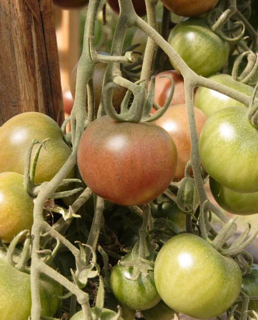 Tomatoes Black Cherry WCS Seeds