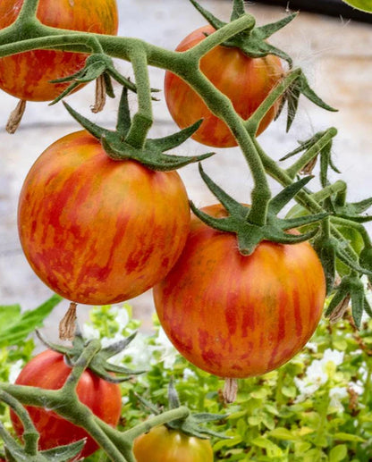 Tomatoes Pink Bumble Bee Organic WCS Seeds