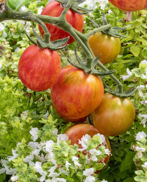 Tomatoes Pink Bumble Bee Organic WCS Seeds