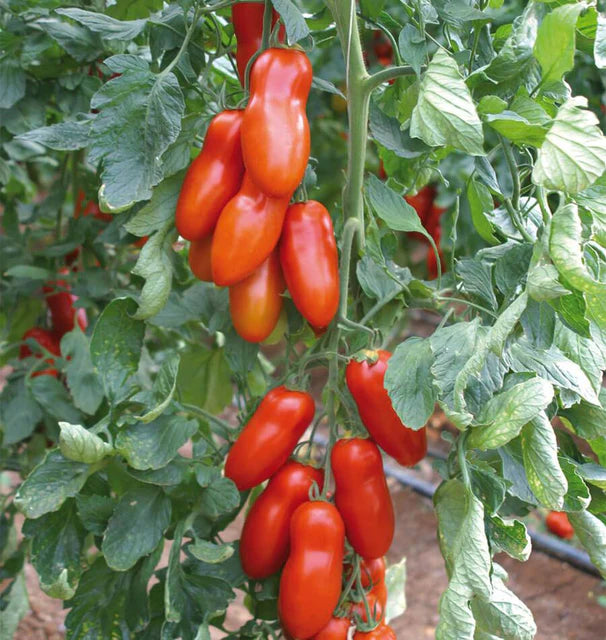 Tomato Pozzano Organic WCS Seeds