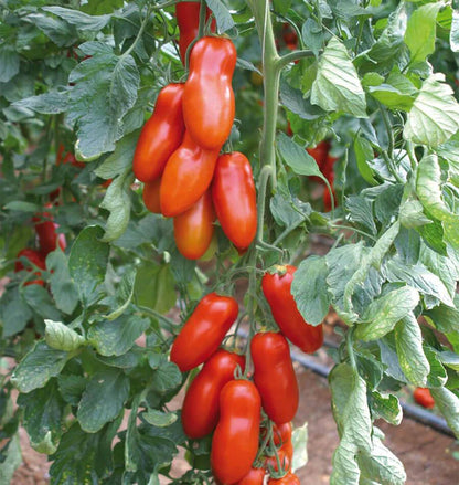 Tomato Pozzano Organic WCS Seeds