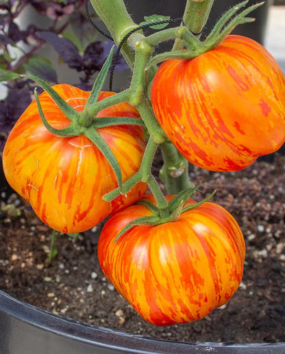 Tomatoes Get Stuffed Organic WCS Seeds