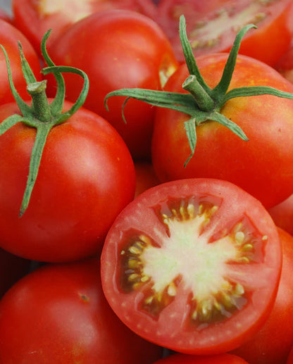 Tomatoes Glacier Organic WCS Seeds