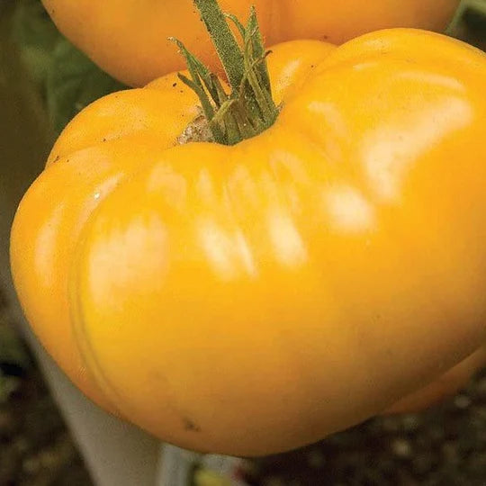 Tomato Brandywine Yellow MIgardener Seed