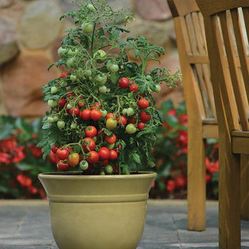 Tomato Geranium Kiss MIgardener Seed