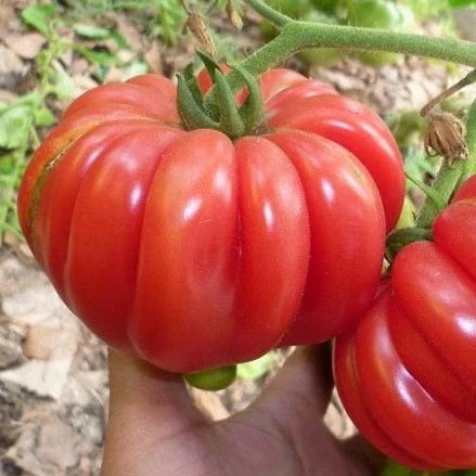 Tomato Mushroom Basket MIgardener Seed