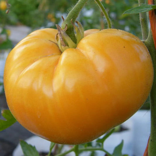 Tomato Beefsteak Yellow MIgardener Seed