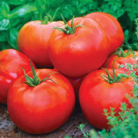 Tomato Ace 55 Slicer MIgardener Seed