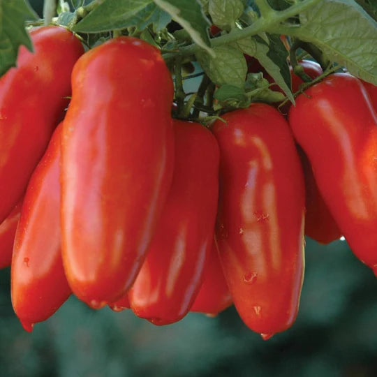 Tomato San Marzano MIgardener Seed