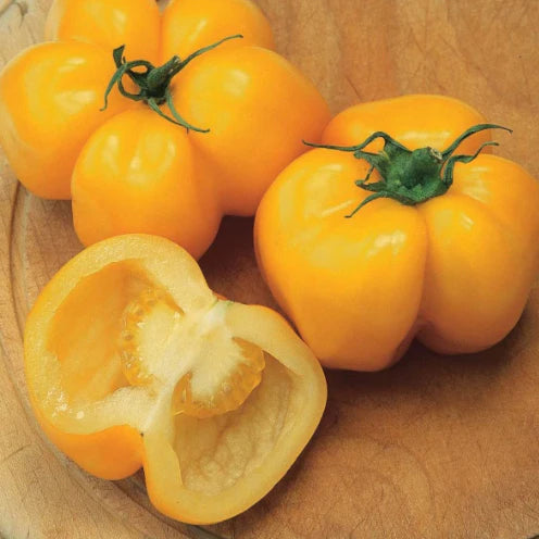 Tomato Yellow Stuffer MIgardener Seed