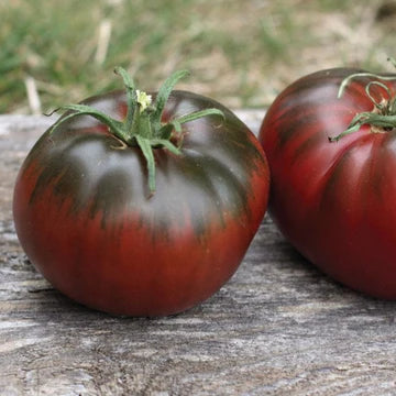 Tomato Paul Robeson MIgardener Seed