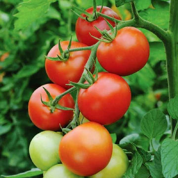 Tomato Early Cascade MIgardener Seed