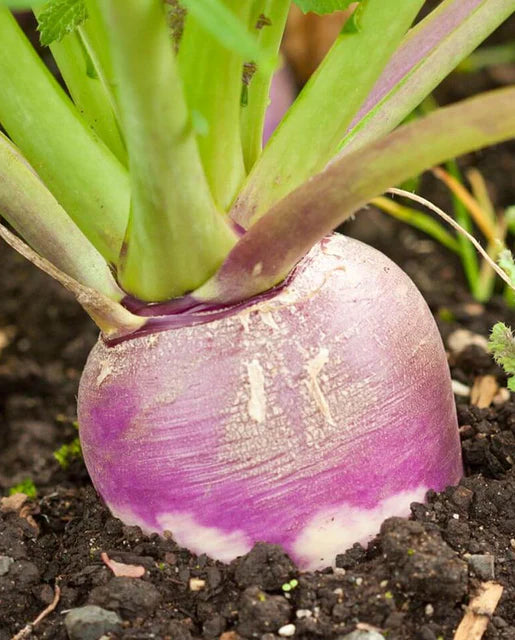 Turnips Purple Top White Globe WCS Seeds