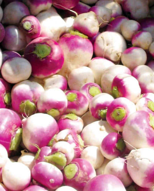 Turnips Purple Top White Globe WCS Seeds