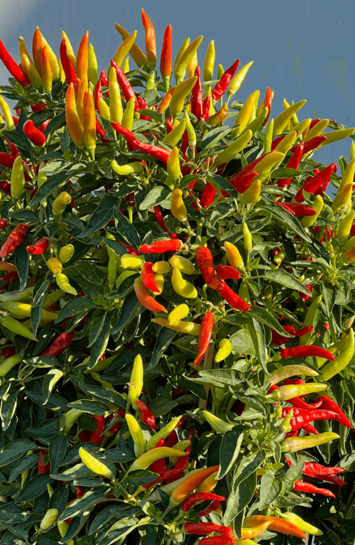 Pepper Hot Tabasco OSC seeds