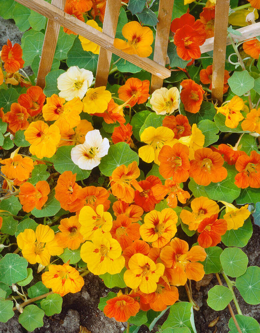 Nasturtium Tall Climbing Mix OSC Seed