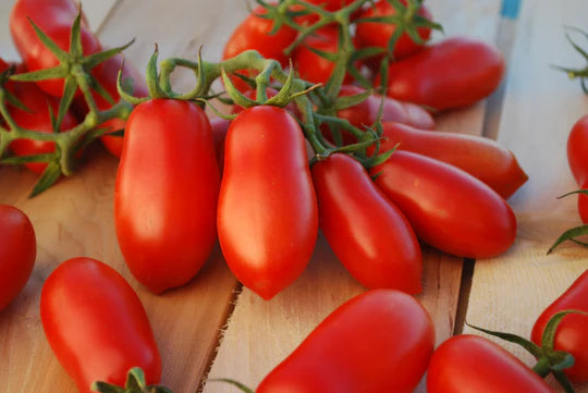 Tomato Ten Fingers Naples MIgardener Seed