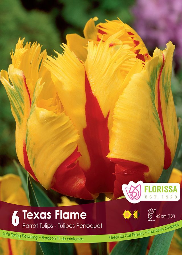 Tulip Texas Flame 6pk