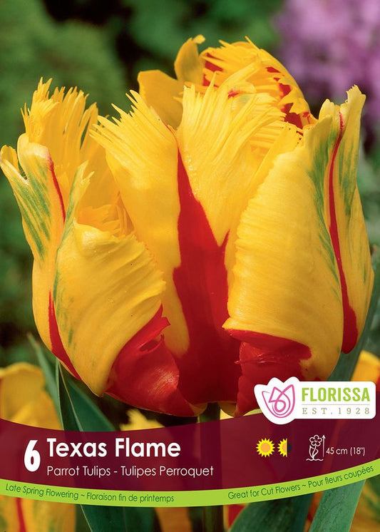 Tulip Texas Flame 6pk
