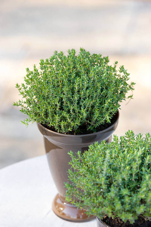 Thyme Organic OSC Seed