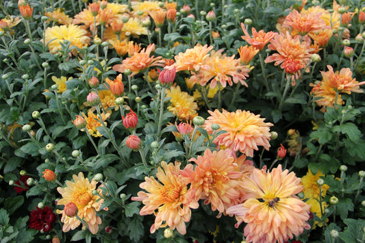 Chrysanthemum Tiger Tail 1G